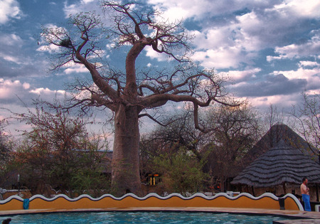 Baobab Treeのeditorial素材