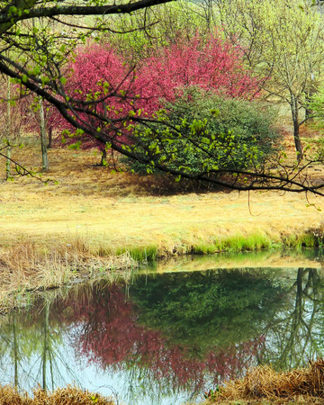 Tree blossoms reflection in waterの写真素材