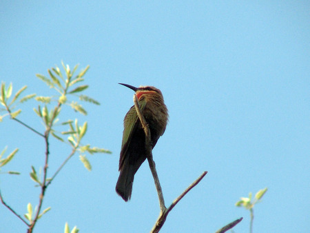 Bee eater in treetopの写真素材