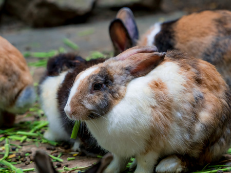Cute rabbits are fun to eat with care. Rabbit-raising ideas cause relaxation.の写真素材