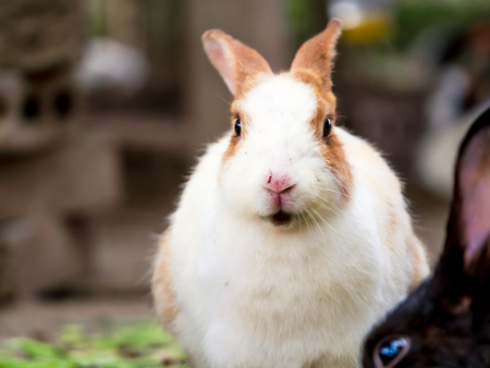 Cute rabbits are fun to eat with care. Rabbit-raising ideas cause relaxation.の写真素材