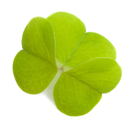 Wood sorrel leaf isolated on a white の写真素材