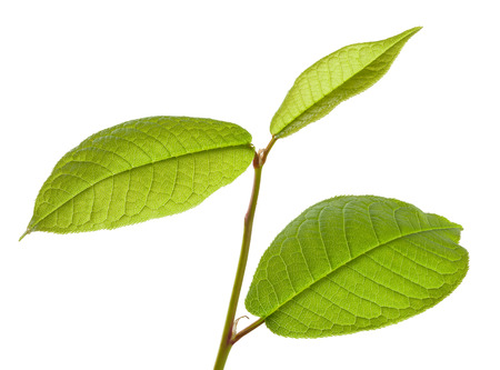 Hackberry leaves isolated on a white backgroundの写真素材