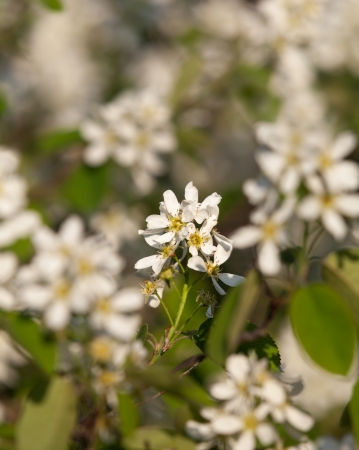 Bird Cherry flowers in early summer