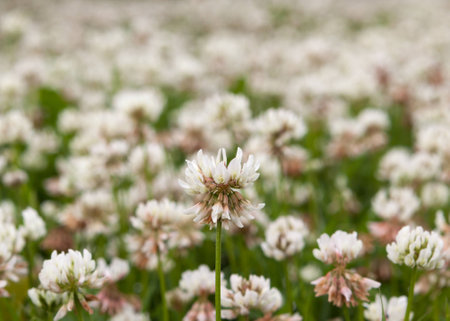 White clover flowerの写真素材