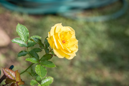 Yellow rose in the gardenの写真素材