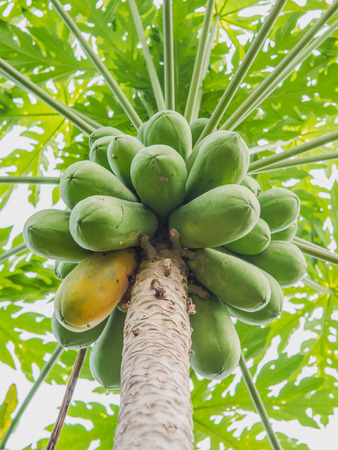 Papaya on papaya treeの写真素材