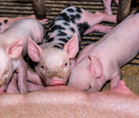 Adorable baby pig, cute new born pigの写真素材