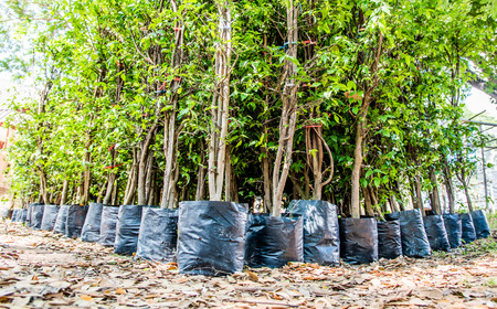 young tree nursery in black plastic bag waiting for plantの写真素材