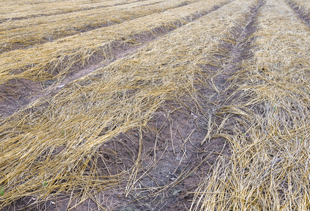 formed soil for planting cover by heyの写真素材