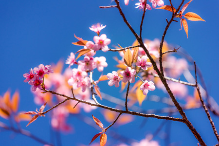 Cherry blossom or  Sakura flower with blue sky, Chiang mai Thailandの写真素材