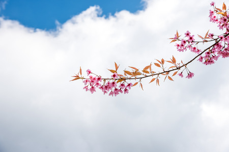 Cherry blossom or  Sakura flower with blue sky, Chiang mai Thailandの写真素材