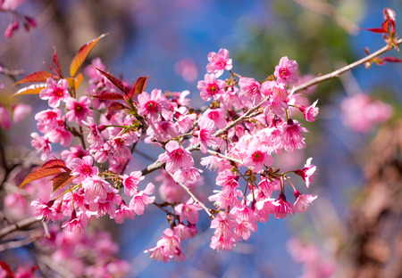 Cherry blossom or  Sakura flower with blue sky, Chiang mai Thailandの写真素材