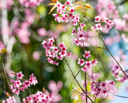 Cherry blossom or  Sakura flower with blue sky, Chiang mai Thailandの写真素材