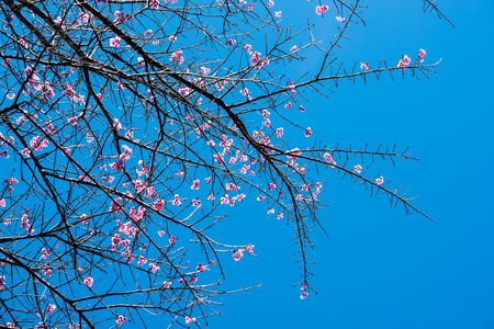 Cherry blossom or  Sakura flower with blue sky, Chiang mai Thailandの写真素材