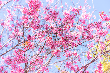 Cherry blossom or  Sakura flower with blue sky, Chiang mai Thailandの写真素材