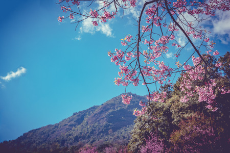 Cherry blossom or  Sakura flower with blue sky, Chiang mai Thailandの写真素材