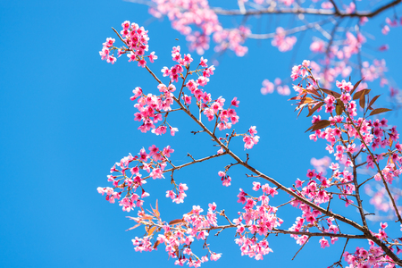 Cherry blossom or  Sakura flower with blue sky, Chiang mai Thailandの写真素材