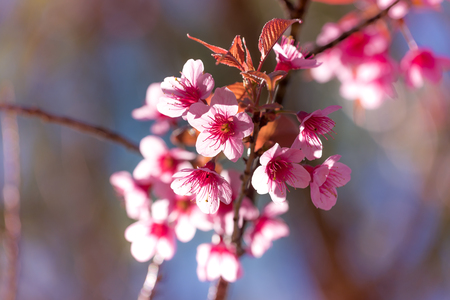 Cherry blossom or  Sakura flower with blue sky, Chiang mai Thailandの写真素材