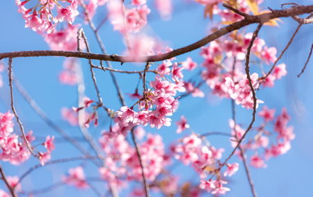 Cherry blossom or  Sakura flower with blue sky, Chiang mai Thailandの写真素材