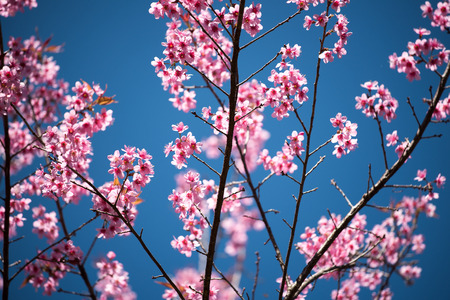Cherry blossom or  Sakura flower with blue sky, Chiang mai Thailandの写真素材