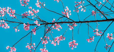 Cherry blossom or  Sakura flower with blue sky, Chiang mai Thailandの写真素材