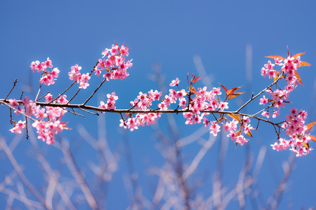 Cherry blossom or  Sakura flower with blue sky, Chiang mai Thailandの写真素材