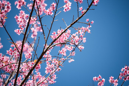Cherry blossom or  Sakura flower with blue sky, Chiang mai Thailandの写真素材