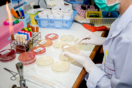 Medical Technologist streak plate for bacteria culture  or identify with biochemical at  microbiology roomの写真素材