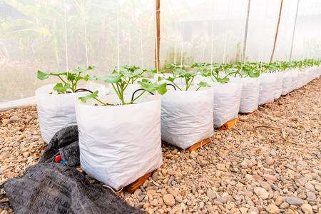 young melon plant in white plastic bag in glass house with watering systemの写真素材