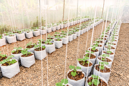 young melon plant in white plastic bag in glass house with watering systemの写真素材