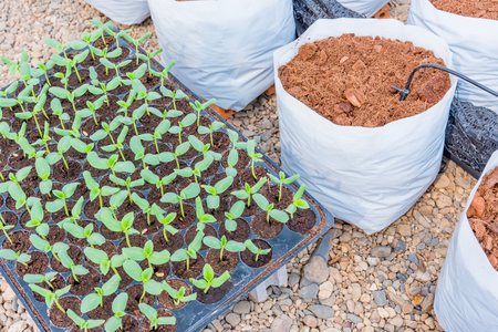 melon sprout in black plastick tray  are prepare to plantの写真素材