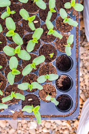 melon sprout in black plastick tray  are prepare to plantの写真素材