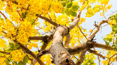 Look up angle of tree with yellow flower blooming
