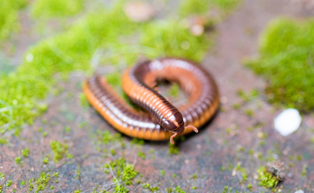 Milliped climbing on redbrick with green mossの写真素材