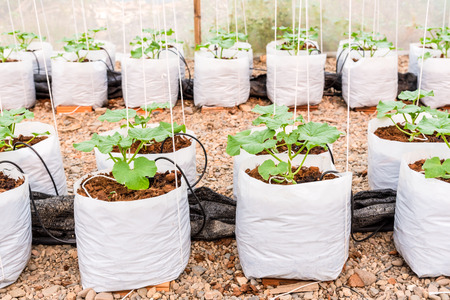young melon plant in white plastic bag in glass house with watering systemの写真素材