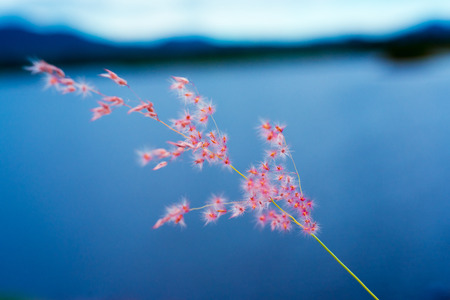 single feather grass with blurred backgroundの写真素材