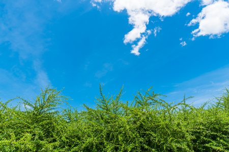 green camona retural bush   with blue skyの写真素材