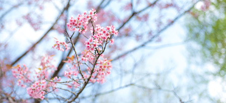 Cherry blossoms or Sakura flower in national park chiang mai Thailandの写真素材