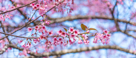 Cherry blossoms or Sakura flower in national park chiang mai Thailandの写真素材