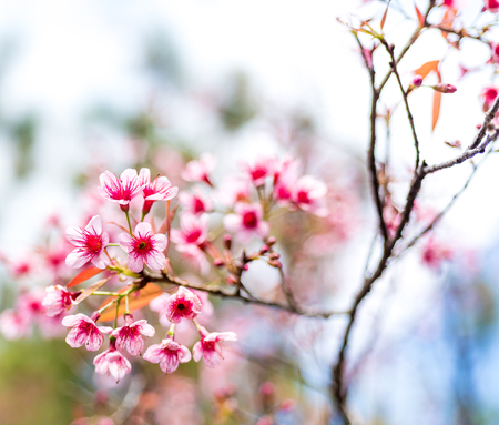 Cherry blossoms or Sakura flower in national park chiang mai Thailandの写真素材