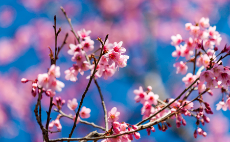 Cherry blossoms or Sakura flower in national park chiang mai Thailandの写真素材