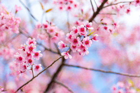 Cherry blossoms or Sakura flower in national park chiang mai Thailandの写真素材