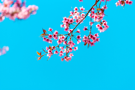 Cherry blossoms or Sakura flower in national park chiang mai Thailandの写真素材