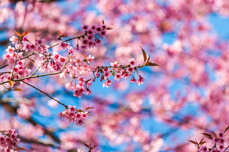 Cherry blossoms or Sakura flower in national park chiang mai Thailandの写真素材