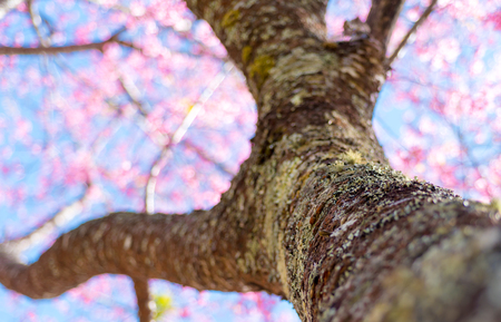 Cherry blossoms or Sakura flower in national park chiang mai Thailandの写真素材