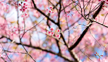 Cherry blossoms or Sakura flower in national park chiang mai Thailandの写真素材