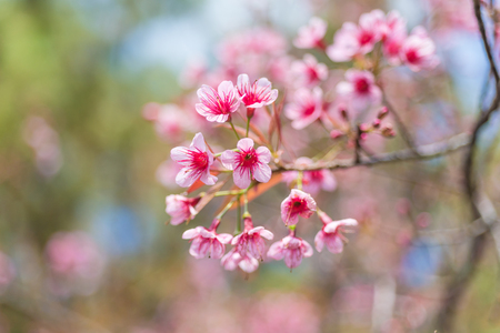 Cherry blossoms or Sakura flower in national park chiang mai Thailandの写真素材