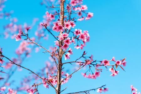 Cherry blossoms or Sakura flower in national park chiang mai Thailandの写真素材