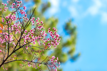 Cherry blossoms or Sakura flower in national park chiang mai Thailandの写真素材